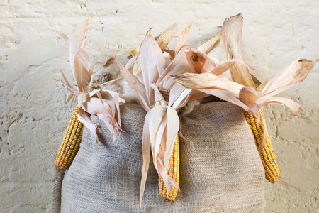 cobs and corn in the farmの写真素材