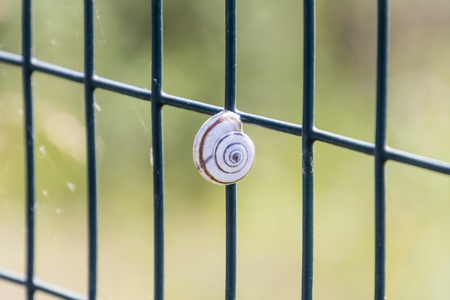 small snail clinging to the networkの写真素材