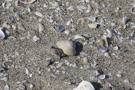 shells on the beach
