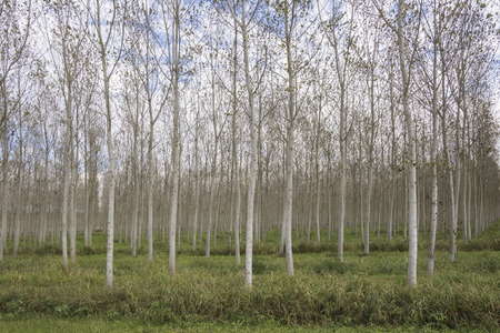 birch growing