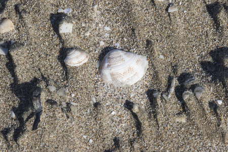 shells on the beachの写真素材