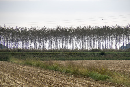 tree in a row on cultivated fieldの写真素材