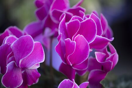 cyclamen in the gardenの写真素材