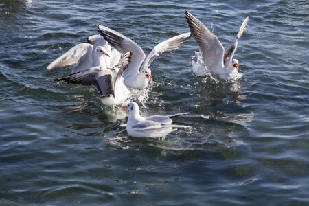 seagull flying on sea