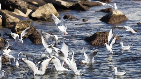 seagull flying on rocks and sea