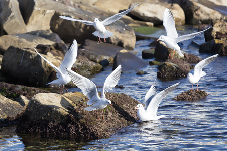 seagull flying on rocks and sea