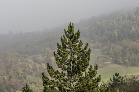pine on the autumn mistの写真素材