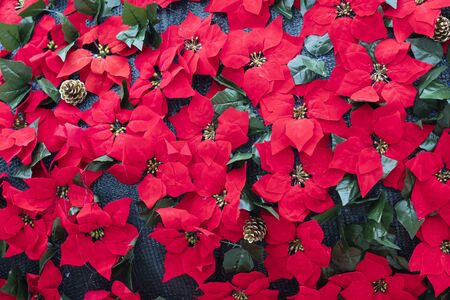red poinsettia flowerの写真素材