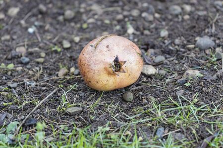 pomegranate on floor in the gardenの写真素材