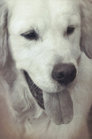 cute dog in the meadow