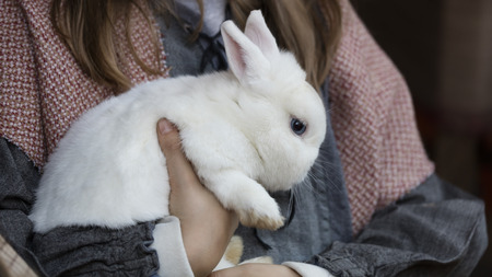 white rabbitの写真素材
