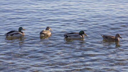 duck on lakeの写真素材