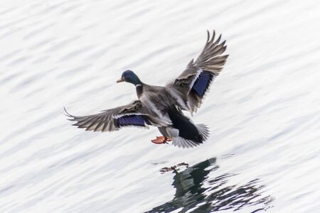 duck flying on lakeの写真素材