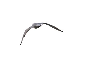 isolated seagull flying on seaの写真素材