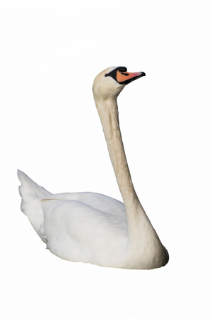 Isolated swan on lakeの写真素材