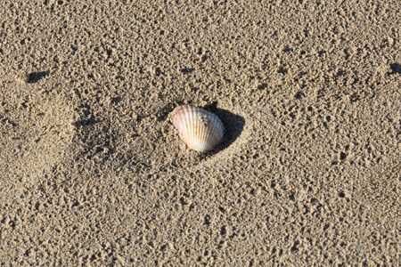 shell Acanthocardia tuberculate
