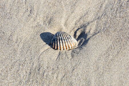 shell Acanthocardia tuberculate