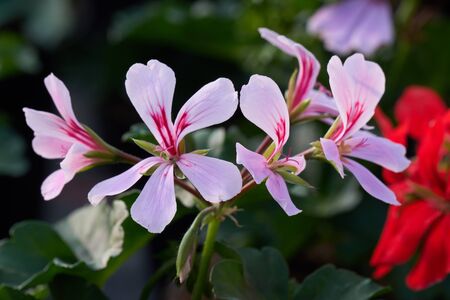 geranium in bloom in springの写真素材