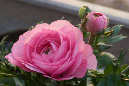 pink flower in the vase
