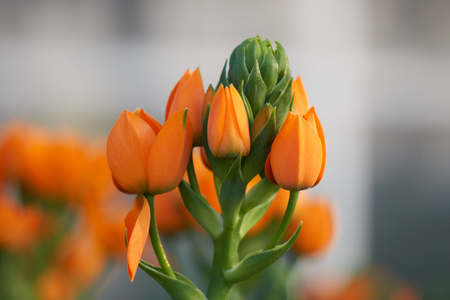 Ornithogalum ornitogallo flower in vaseの写真素材