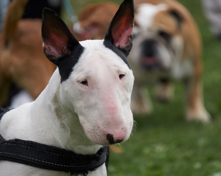 cute bull terrier dog