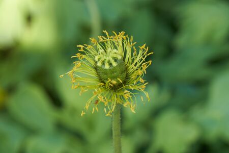 yellow blight poppy in the gardenの写真素材