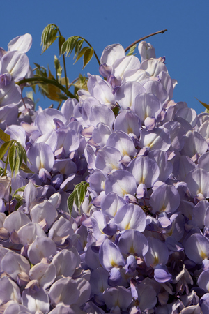 wisteria in bloom in the gardenの写真素材