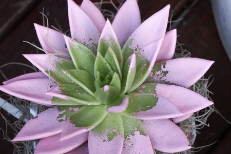 succulent plantの写真素材