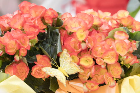 begonia flower for present and holidaysの写真素材