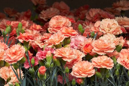 carnation in bloom in springの写真素材