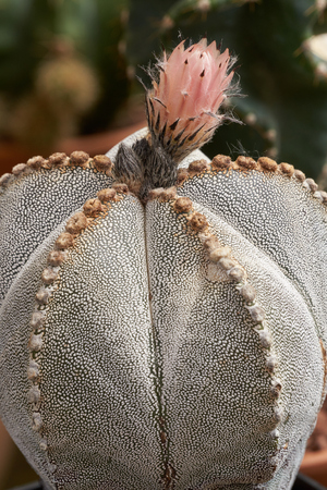 succulent plant in bloom in the vaseの写真素材