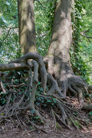 tangled root in the woodの写真素材