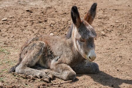 burro in the farmの写真素材