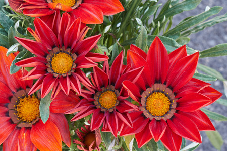 garzania flower in bloom in the garden in springの写真素材