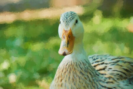 duck on meadowの写真素材