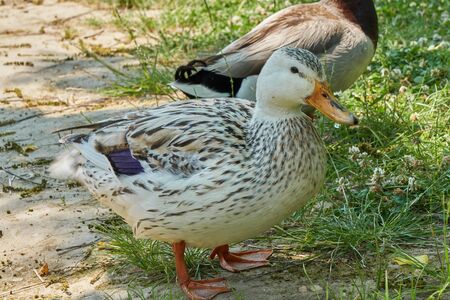 duck on meadowの写真素材