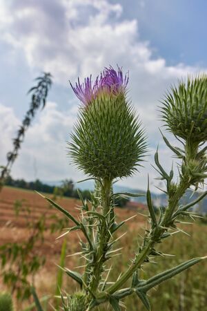 wild artichoke in bloomの写真素材