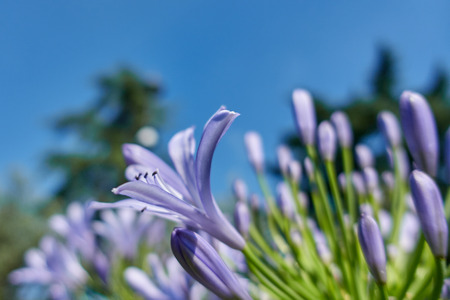 Agapanthus flower in the garden