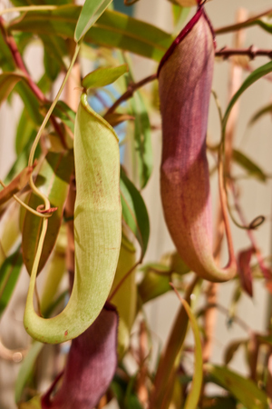 carnivorous plant in the tropic gardenの写真素材
