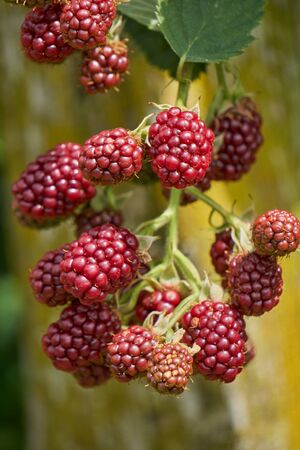 ripe blackberry on branch