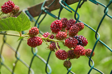 ripe blackberry on branchの写真素材