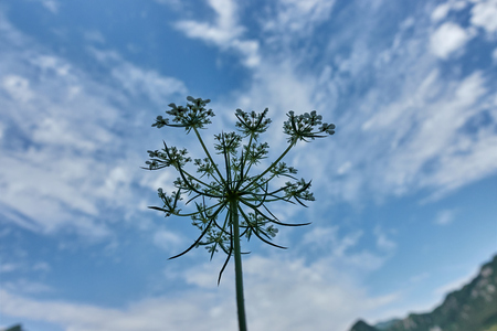 wildflower at lakeの写真素材
