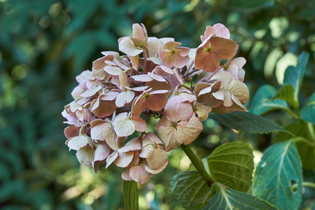 Drought in the garden and dried flowers