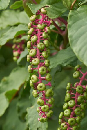 Phytolacca flower on plantの写真素材