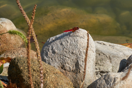 Red dragonfly on rockの写真素材