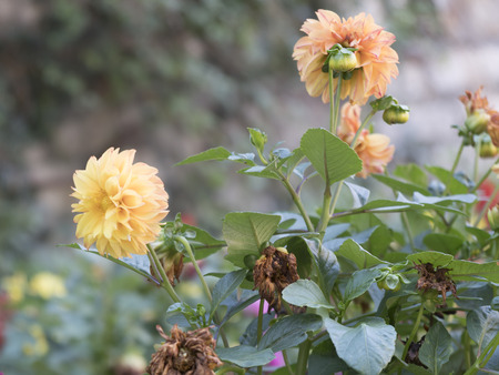 dahlia in the gardenの写真素材