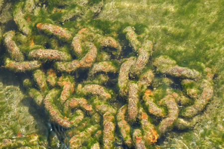 Rusty chain on the backdrop of the lakeの写真素材