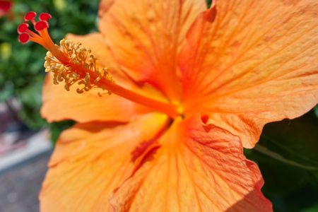 pink hibiscus in bloom in the gardenの写真素材