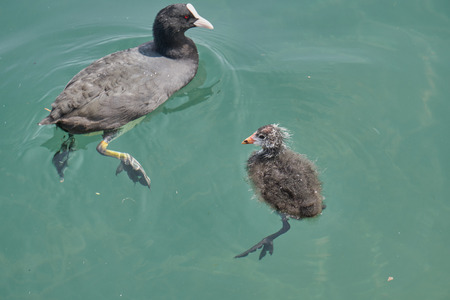 Moorhen duck  with  puppyの写真素材