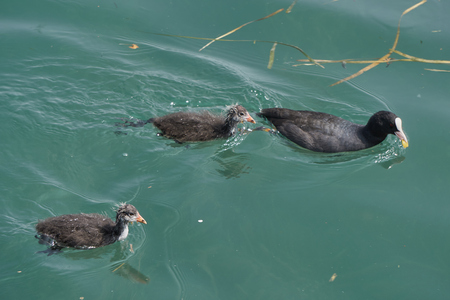 Moorhen duck  with  puppyの写真素材